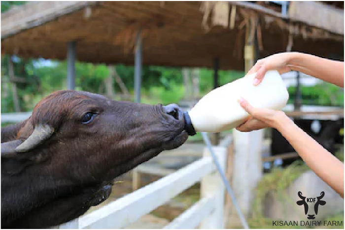 Hand-fed calves, hormone-free care