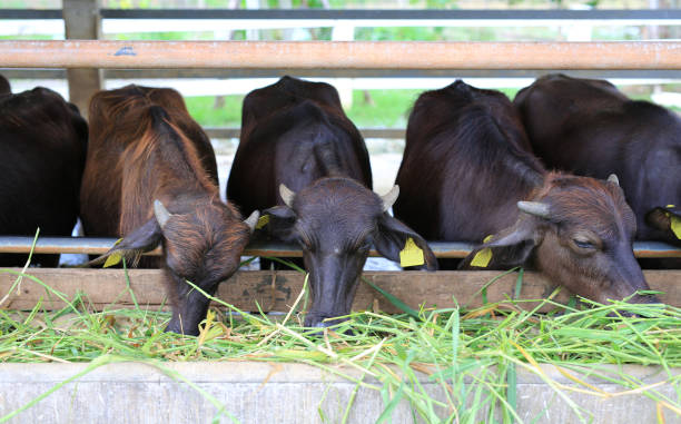 Fresh green fodder, daily