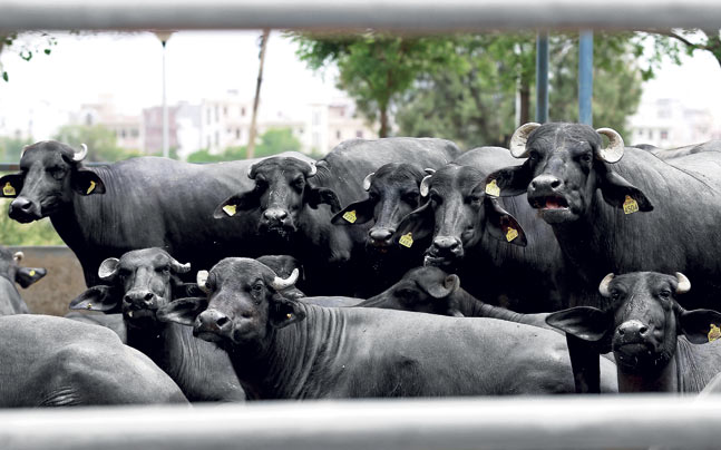 Our Murrah buffalo herd