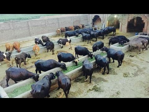 Ethically maintained shed & feeding