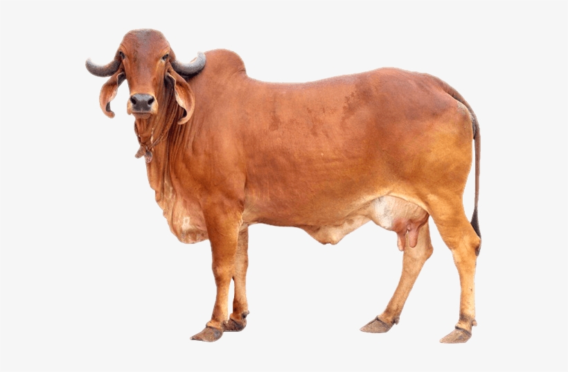 Indian desi cow